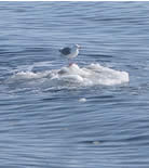 Gull on floating ice.