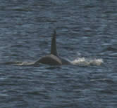 Image of two orcas.