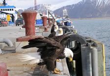 Image of eagles on pier at Dutch Harbor, Alaska, our starting point.