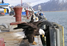 Image of eagles on pier at Dutch Harbor, Alaska, our starting point.