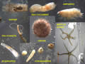 Photo montage of Benthos