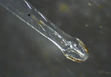 Microscope photo of Chaetognath