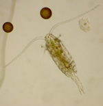 Microscope photo of a copepod.