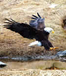 An eagle landing as seen in Dutch Harbor, Alaska.