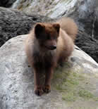 Fox on St. George Island