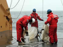 Rinsing bongo nets into the cod end after deployment.