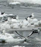 Kittiwakes on ice in the Bering Sea