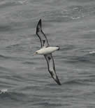 Laysan Albatross good wing view.