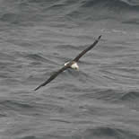 Laysan Albatross in flight