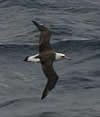 Laysan Albatros as seen from the bridge of the Healy