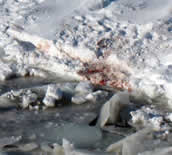 Polar bear kill spot