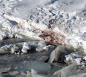 Polar bear kill spot