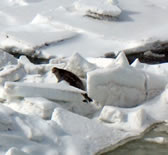 seal in ice