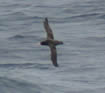 Short-tailed albatross sighting from the bridge