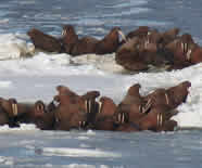 Walrus on ice