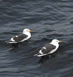 Gulls on the water