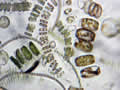 Phytoplankton