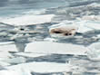 Uglat mark on ice shows recent walrus presence.