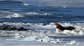 walrus sighting as we near our departure from the ice.