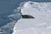 Bearded Seal by Liz Labunski