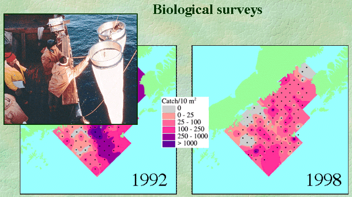 Bongo survey of late larval stage pollock