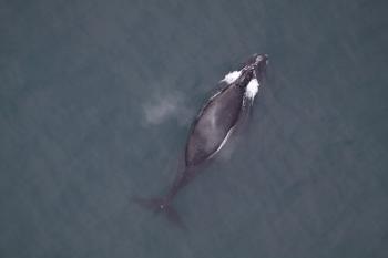 North Pacific right whale in Southeastern Bering Sea 