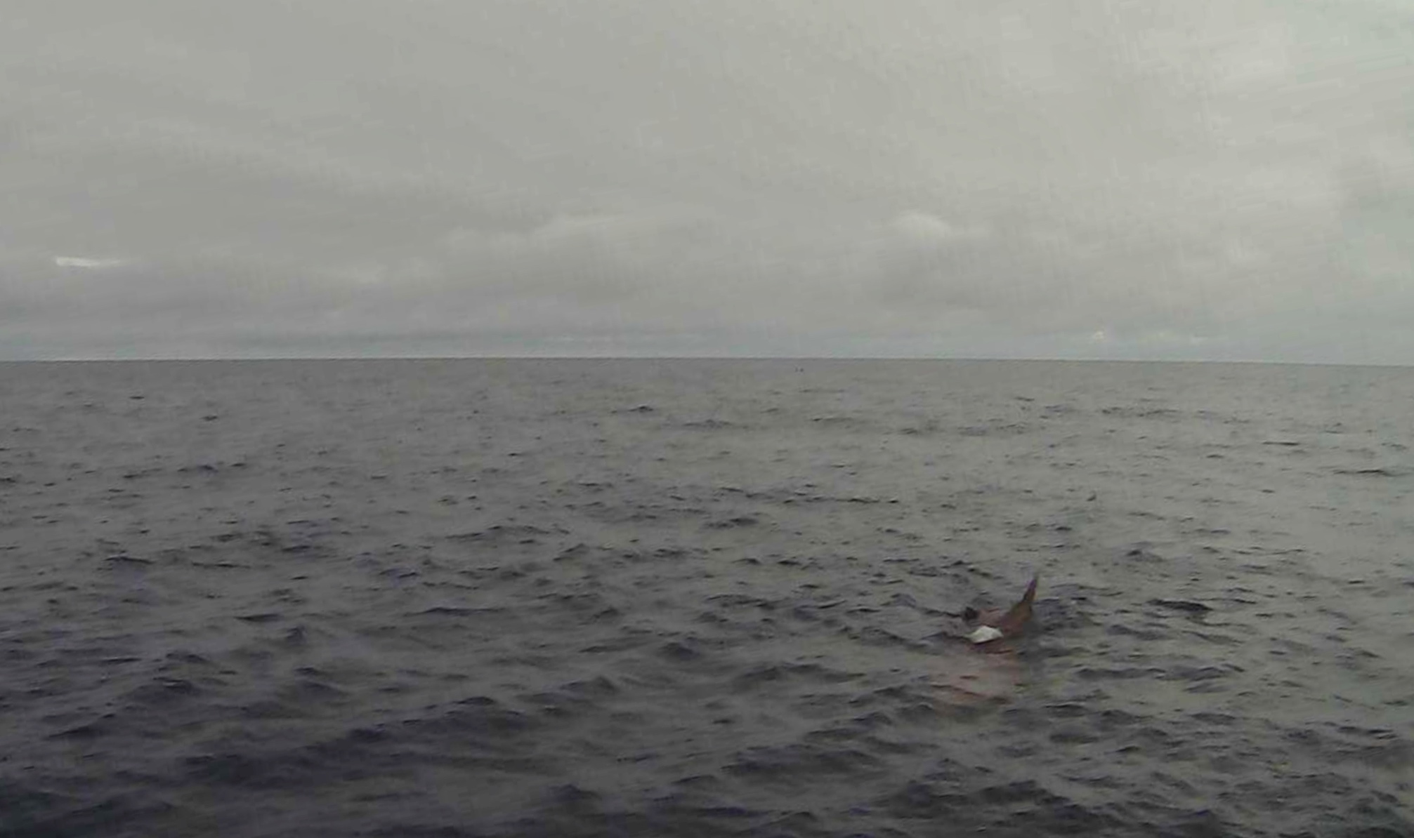 Drone view: A saildrone spots a whale for the first time 