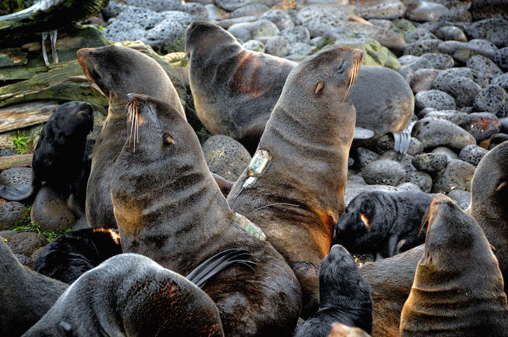 Northern_fur_seal2.JPG