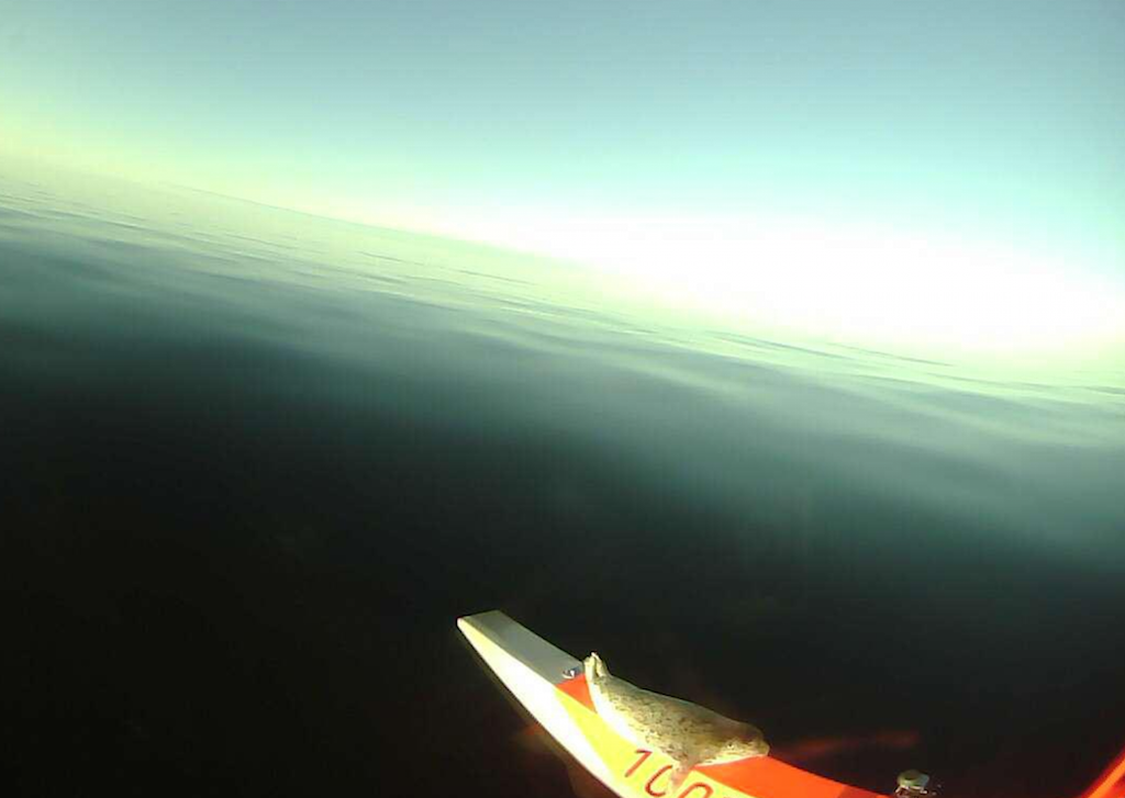 Young ice seal on arctic drone