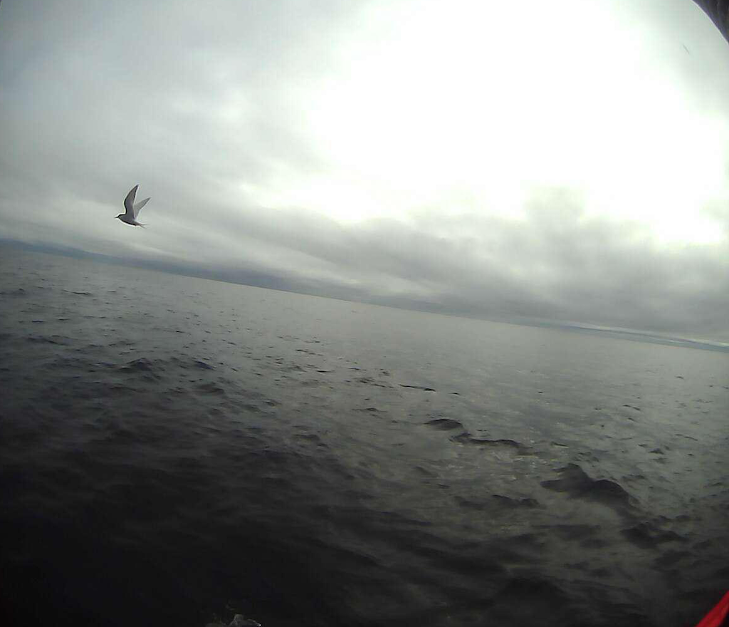 arctic tern I.png