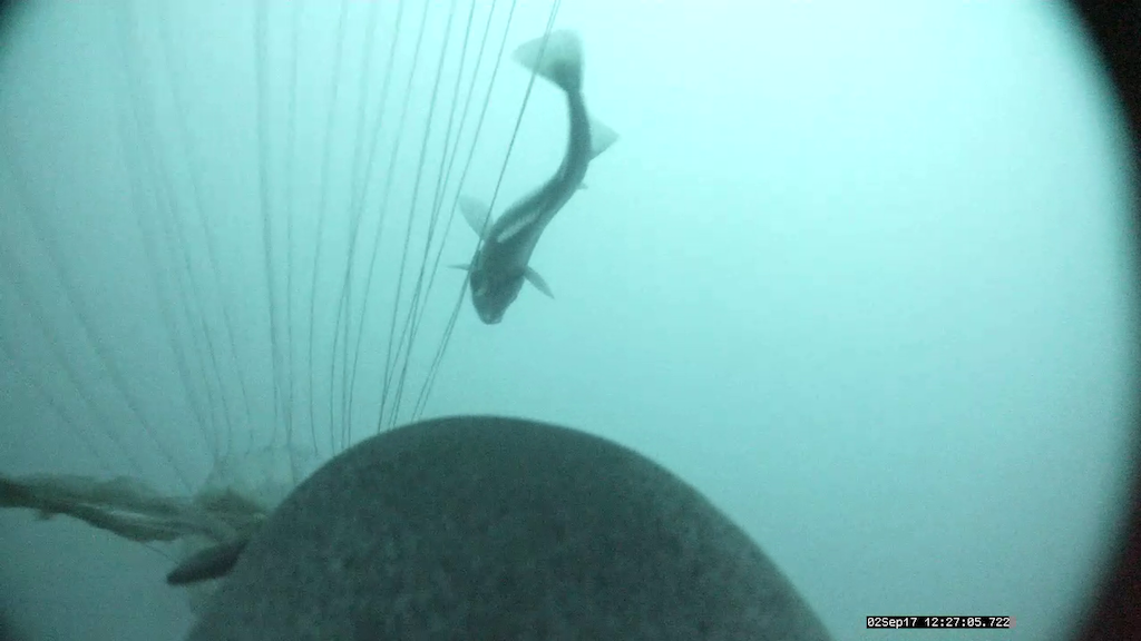 A day time shot of fish hiding in a jelly fish (it was caught)