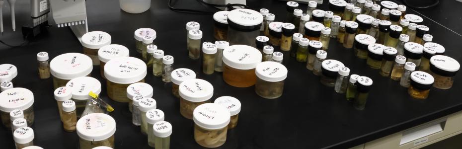 Macroinvertebrate specimen in jars on the lab counter