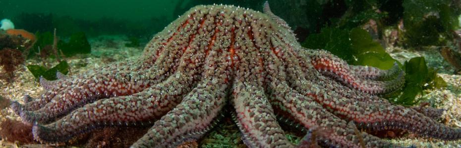 Sunflower star on the ocean floor off California