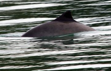 Harbor Porpoise Dorsal fin of a harbor porpoise visible out of the water in Alaska