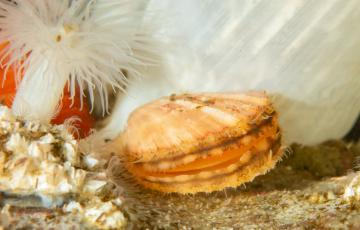 Underwater photo of an oyster and sea anemone