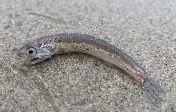 Dead juvenile anchovy on the beach