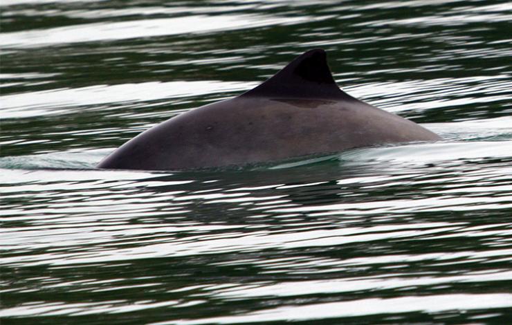 Dorsal fin of a harbor porpoise visible out of the water in Alaska