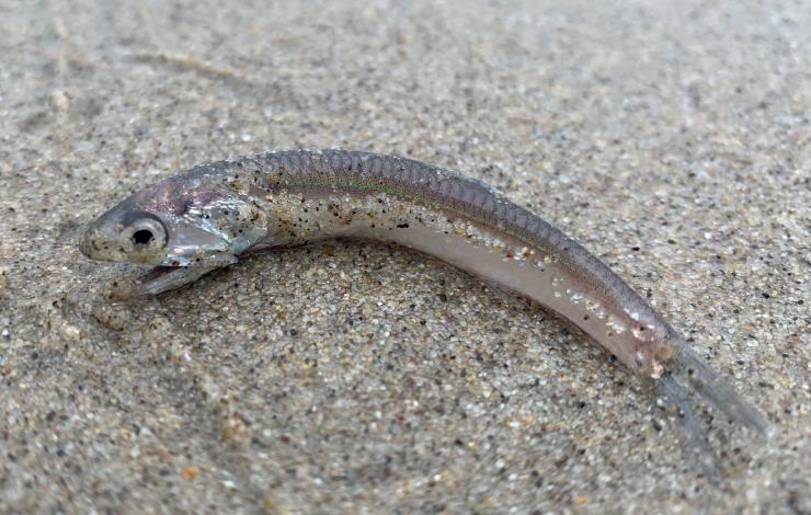 Dead juvenile anchovy on the beach