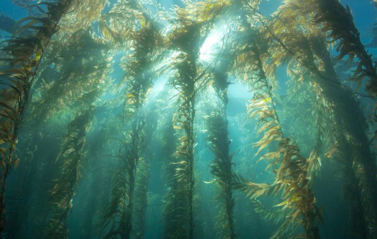View of a kelp forest from the sea floor