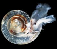 Microscope photo of pteropod species on a black background