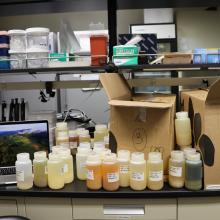 Bottles of net tow plankton samples on a black countertop with a laptop and boxes
