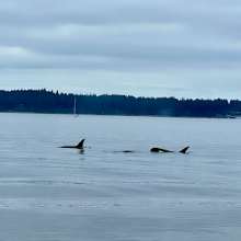 Orcas in the Salish Sea