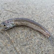Dead juvenile anchovy on the beach
