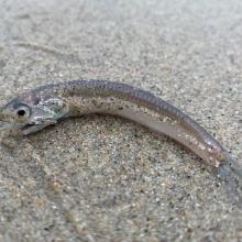 Dead juvenile anchovy on the beach