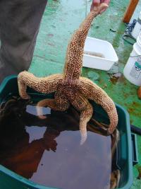 Starfish from the Russian waters of the Bering Strait. [Photo K. Crane]