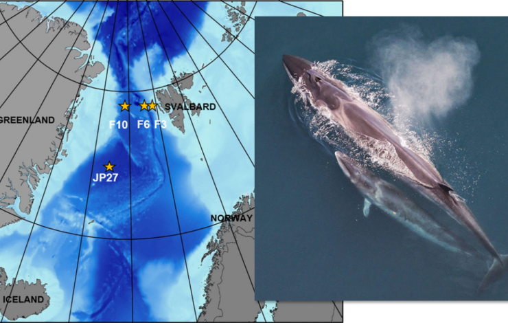 Map of North Atlantic with four yellow stars west of Svalbard of where Sei Whales were located with an image of a Sei Whale in water next to the map