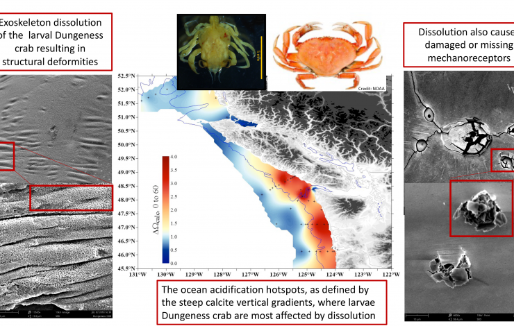 This infographic shows the location of larval Dungeness crab sampling in 2016, examples of impacts from ocean acidification, as well as photos of a larval (left) and adult (right) crab. Credit: Nina Bednarsek, SSCWRP.