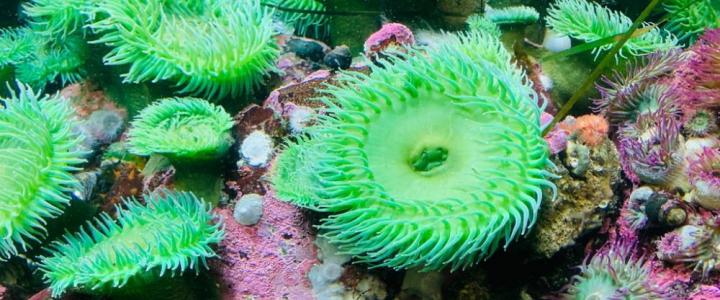 Green anemones Anthopleura elegantissima