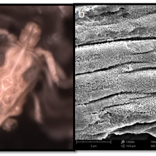 Scanning electron microscopic images of Dungeness crab larvae and magnified section showing damage to the structural shell