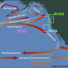 Map of the Pacific Ocean with arrows showing the different ocean currents as well as the formation of ENSO and PDO